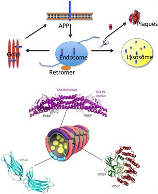 An Outlook on the Complexity of Protein Morphogenesis in Health and Disease